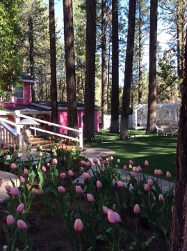 Apples Bed & Breakfast Inn - Pink Tulips at Apples